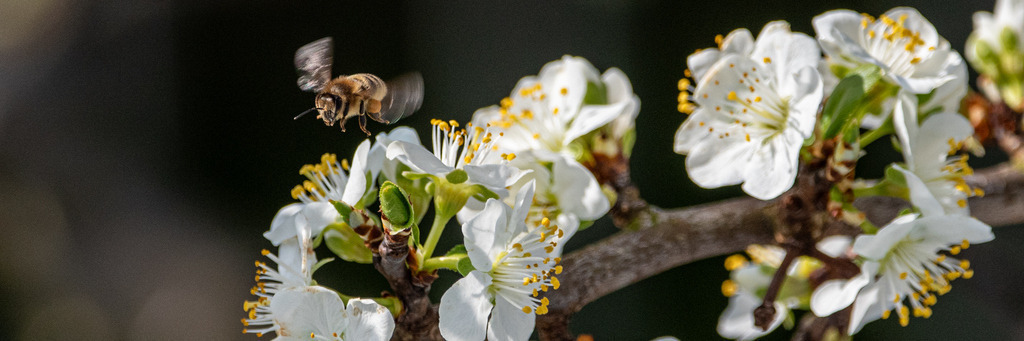 blueten-45 | <div id="allefotografen-seal-verified-green"></div><script src="https://www.allefotografen.de/956728/seal-verified-green/seal.js" async="async"></script> - Realisiert mit Pictrs.com