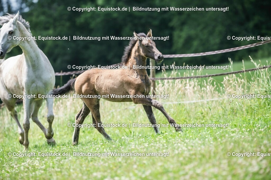20210623_Fohlen_0463 | Foto: Thomas Hartig