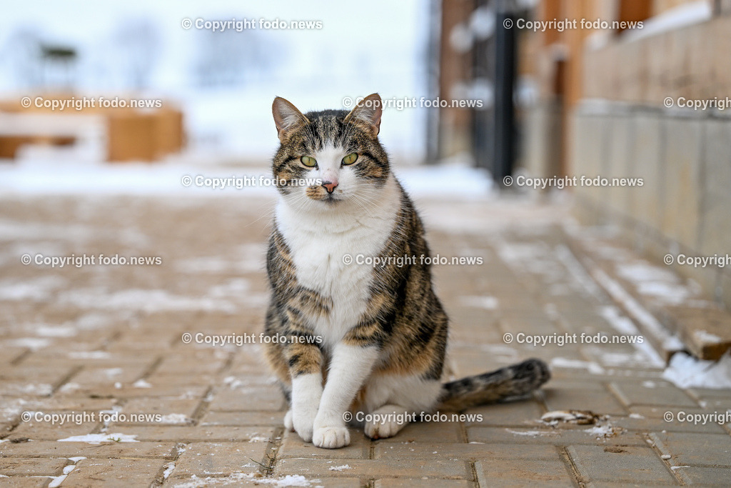 Slowakei_ Durcina_ Ranch Simba_ 06.01.2026-51 | 06.01.2026, Rajec, SVK, Themenbild, Katze, getigerte Katze, Hauskatze, Bauernhof, Scheune, Tierportraet, gemuetlich, laendlich, Natur, Haustier, Fell, Schnurrhaare, blicken, sitzen, Winter