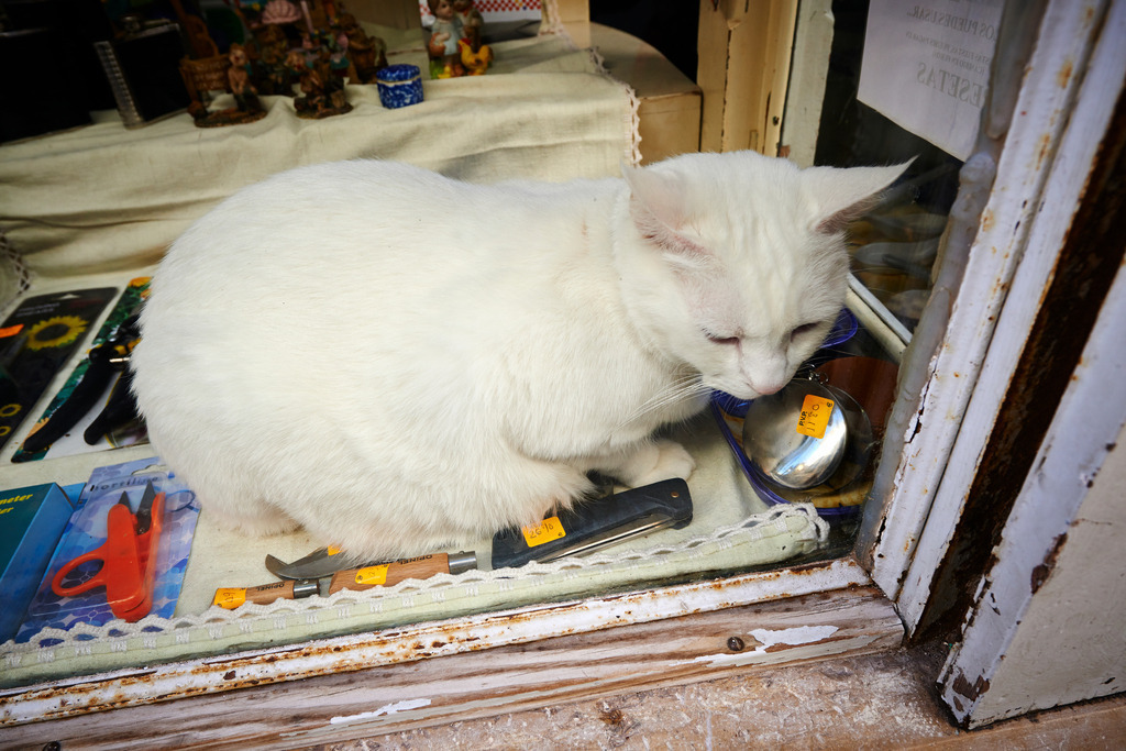 Weisse Katze in der Haustüre | Pollenca, Spanien - January 05, 2014: Weisse Katze in der Haustüre. - Realisiert mit Pictrs.com