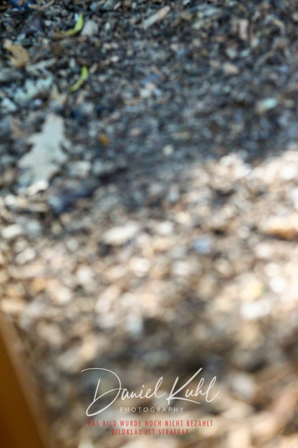 DKP43181 | Turniersportfotografie; Pferdefotografie; Dressurfotografie