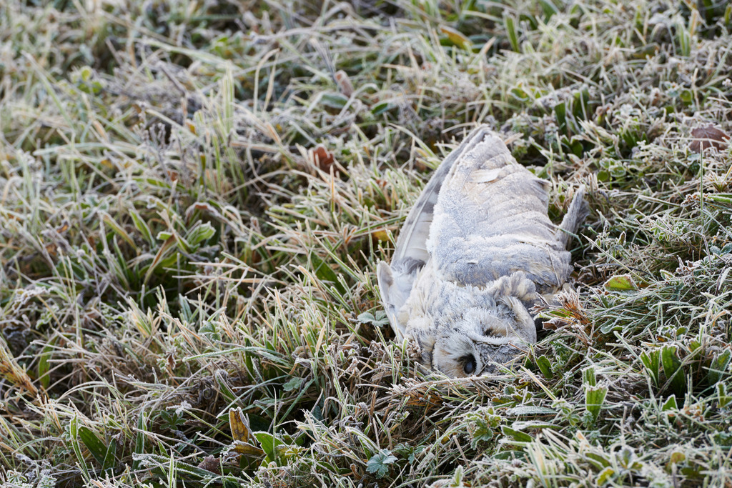 Tote Eule in der Wiese | Rohr, Austria - November 01, 2015: Zickentaler Moor, Tote Eule in der Wiese. - Realisiert mit Pictrs.com