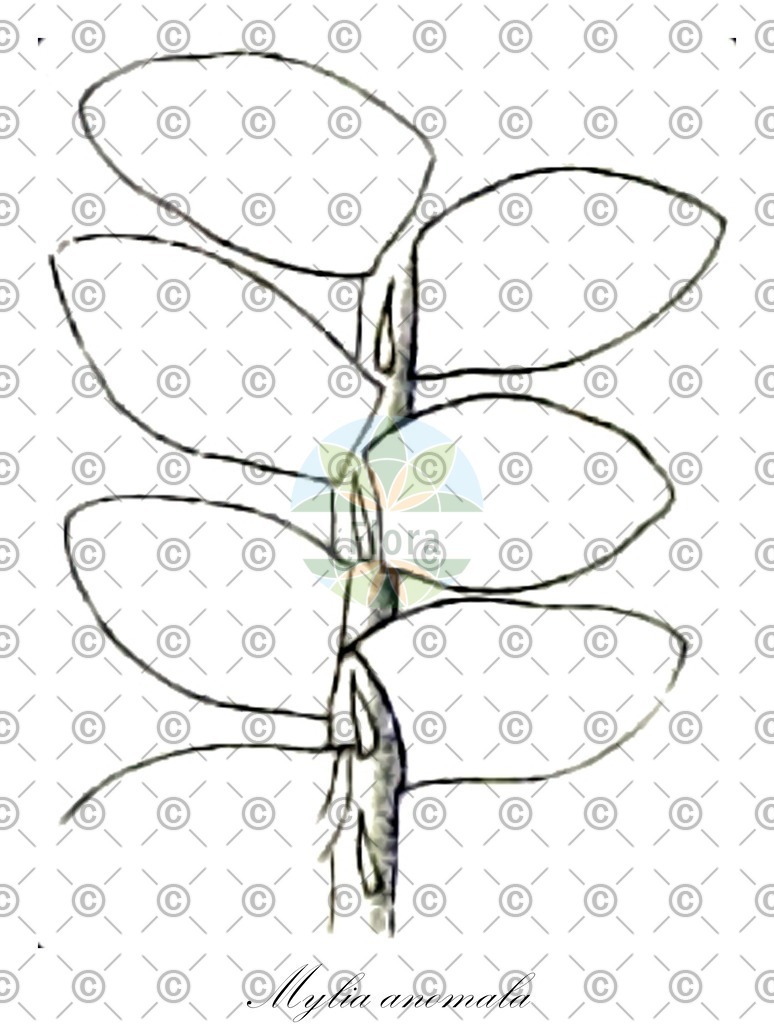HistAbb_wfo-0001196568_2_ENZY_Simple | Historische Abbildung von Mylia anomala - Myliaceae | Historical Illustration of Mylia anomala - Myliaceae