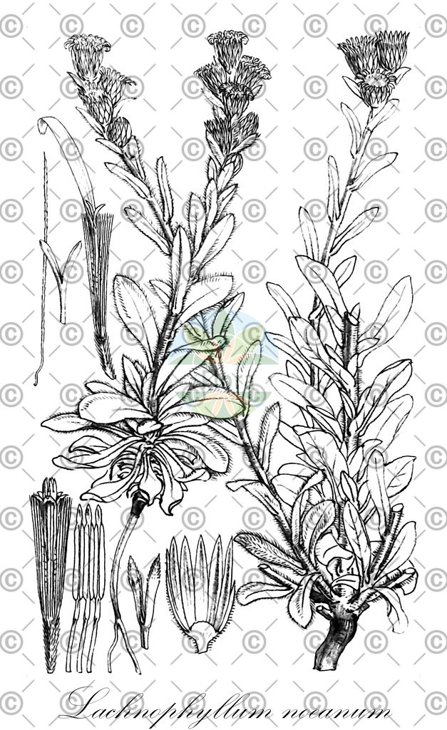 HistAbb_wfo-0000362270_1_ENZY_Simple | Historische Abbildung von Lachnophyllum noeanum - Asteraceae | Historical Illustration of Lachnophyllum noeanum - Asteraceae