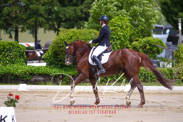 DKP40737 | Turniersportfotografie; Pferdefotografie; Dressurfotografie