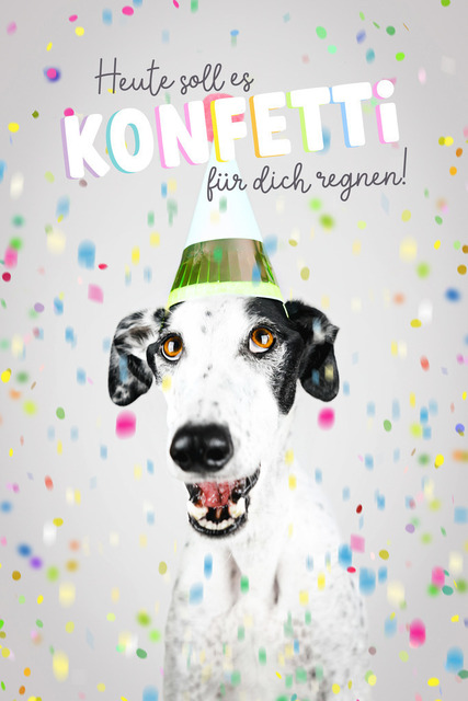 Patch lässt es Konfetti regnen | Lizbeth Hundefotografie