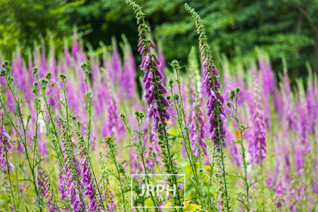 IMG_6459 | jrph - Realisiert mit Pictrs.com