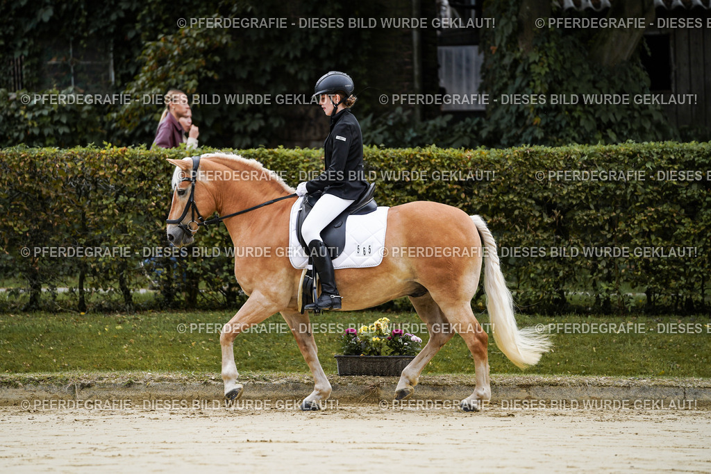 DSC04336 | Pferdegrafie