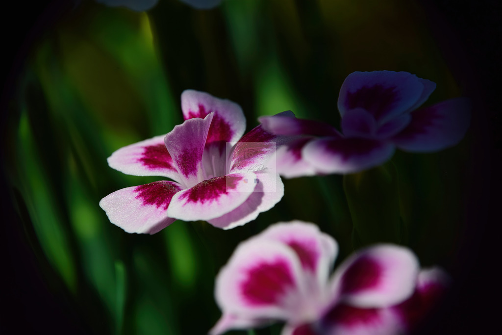 Makro - floral (16) | Buche Fotoshootings und entdecke hochwertige Fotoprodukte bei Mathias Ku Photos. Personalisiert, kreativ & mit Liebe zum Detail. Jetzt informieren! - Realisiert mit Pictrs.com