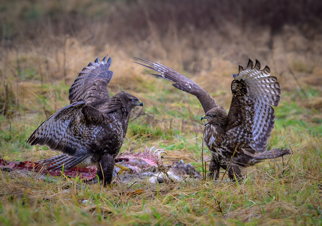 bussarde2023-398-02 | Greifvögel im Duell: Zwei Mäusebussarde bekämpfen sich an einem Luderplatz. - Realisiert mit Pictrs.com