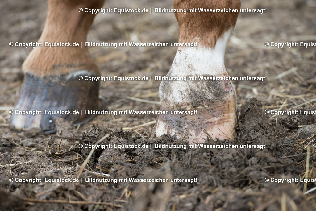 20160626_Hufe_im_Matsch_0004 | Foto: Thomas Hartig