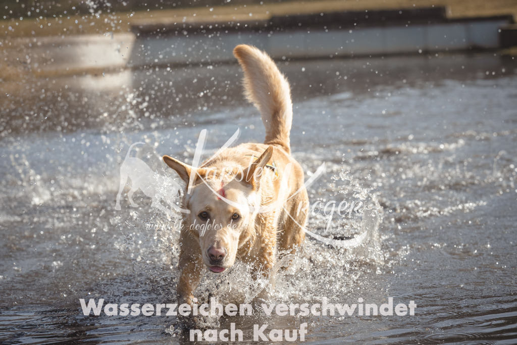 1135_ZZ95117 | kk-dogfotos