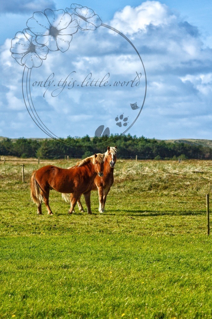 IMG_9612-01 | only.this.little.world - Realisiert mit Pictrs.com