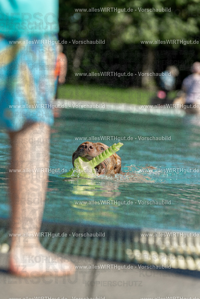 Hundeschwimmen_Volksbad_2026-allesWIRTHgut_Tierfotografie-2609061253-120312-7R500253 | Professionelle Tierfotografie in Mönchengladbach von Daniel Wirth (allesWIRTHgut). Liebevolle & natürliche Bilder von Hunden & Katzen für unvergessliche Erinnerungen.