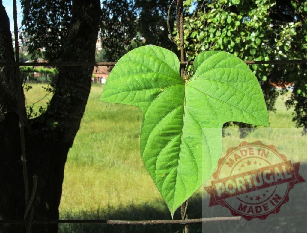 Green heart-shaped leaf growing on rusty fence | Healthy green leaf of a climbing plant against blurred nature background - Realisiert mit Pictrs.com