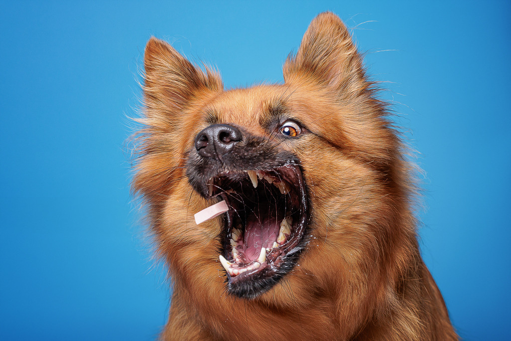 Nickbest-Hundefotografie Bremen leckerli Fangen- | Dein Hund! Dein Moment! Deine Erinnerungen! Hundefotografie in Bremen Blumenthal. Ich fange die besonderen Momente deines Vierbeiners ein – ob Indoor mit Blitzanlage oder in der freien Natur. Sicher dir dein Moment und dein Termin für eure Erinnerungen.