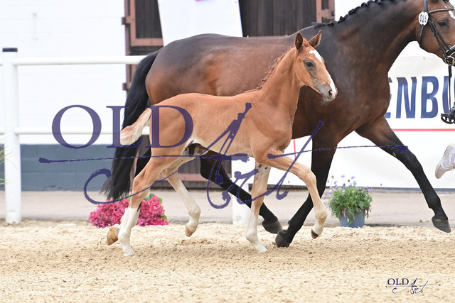 26 DE433330073123 FRE Best of Gold - Licotus - Ambassadeur_DSC_6653 Kopie | <meta name="description" content="★Offizieller Merchandise und Foto-/Videostore des Oldenburger Verbandes.★ ✅Jetzt auch digital Ausdrucke erhältlich." />
<meta name="keywords" content="Merchandise Foto-/Videostore Oldenburger Verband Photographie 
