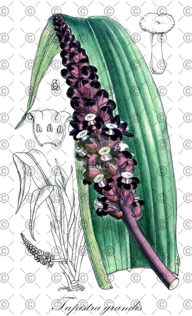 HistAbb_EMP_9000077_1_SIMPLE | Historische Abbildung von Tupistra grandis - Asparagaceae | Historical Illustration of Tupistra grandis - Asparagaceae