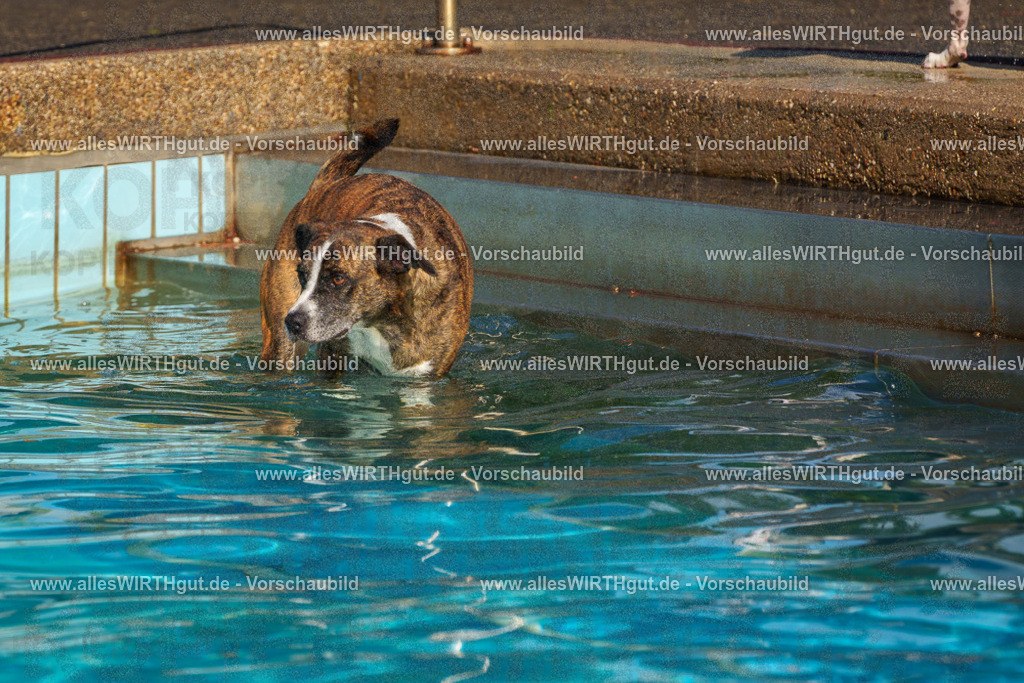 Hundeschwimmen_Grefrath_2026-allesWIRTHgut_Tierfotografie-13_51-FAY00753 | Professionelle Tierfotografie in Mönchengladbach von Daniel Wirth (allesWIRTHgut). Liebevolle & natürliche Bilder von Hunden & Katzen für unvergessliche Erinnerungen.