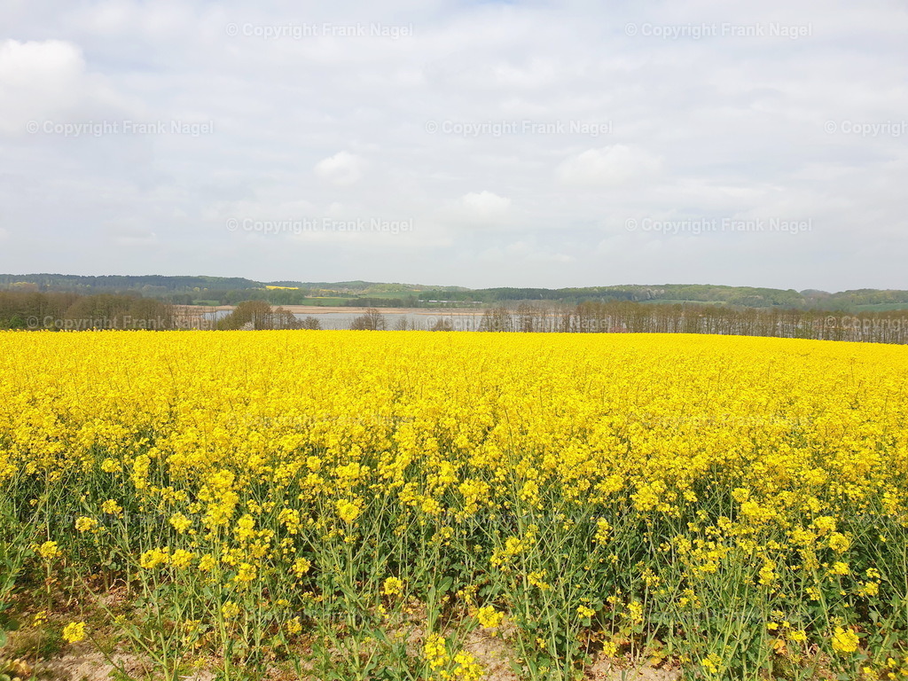 Rapsfelder auf Rügen | Blühende Rapsfelder auf der Insel Rügen sind  typische Landschaftsbilder - Realisiert mit Pictrs.com