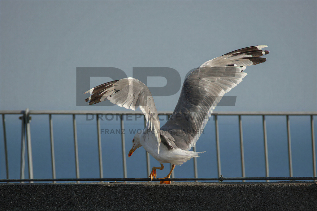 Yellow-legged Gull (Larus michahellis) | Yellow-legged Gull (Larus michahellis), a large gull species commonly found along Mediterranean coasts, rocky shorelines, harbours and coastal areas. - Realisiert mit Pictrs.com