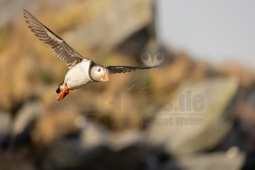 R5NF4636-20230720 | Der Papageitaucher – auch Papageientaucher oder Puffin genannt – ist eine Vogelart aus der Familie der Alkenvögel. Die Art brütet in Erdhöhlen an und auf Klippen oder an deren Fuß im Nordatlantik sowie im westlichen Nordpolarmeer. - Realisiert mit Pictrs.com