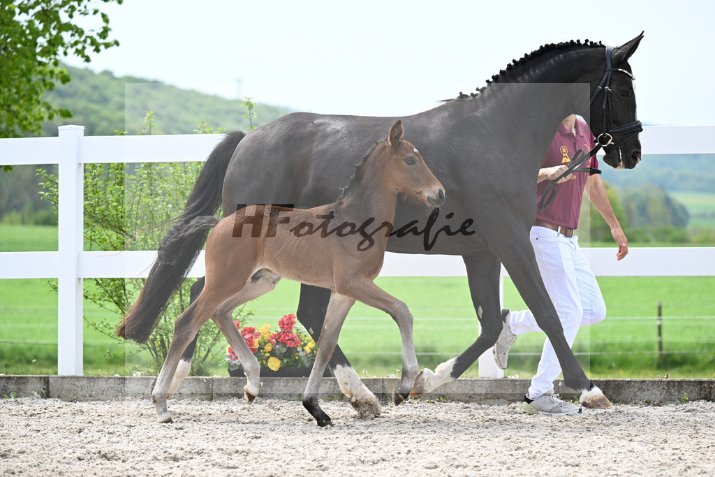 Kat-Nr. 18 HF La Paix x Escamillo_Kusterer_23260476 | hf-fotografie - Realizzato con Pictrs.com