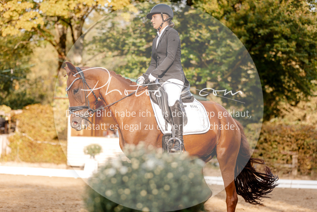 3I6A2560 | Stimmungsvolle Portraits und Reitsportfotografie im Ruhrgebiet und im Münsterland.

Pferdefotografie, Hundefotografie, Tierfotografie, Reportagen, Portraits von Tier und Mensch, Turnierfotografie in Bochum, Recklinghausen, Marl, Haltern am See, Dülmen.. - Realisiert mit Pictrs.com