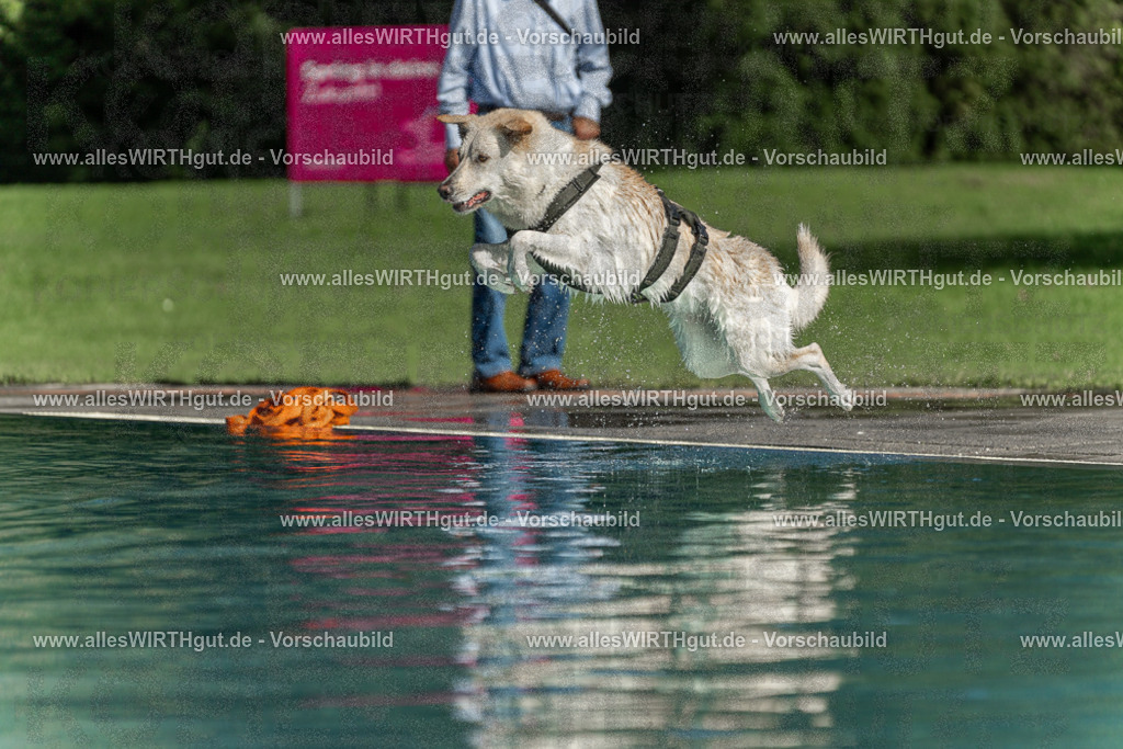 Hundeschwimmen_Volksbad_2026-allesWIRTHgut_Tierfotografie-2609061549-7R501925 | Professionelle Tierfotografie in Mönchengladbach von Daniel Wirth (allesWIRTHgut). Liebevolle & natürliche Bilder von Hunden & Katzen für unvergessliche Erinnerungen.