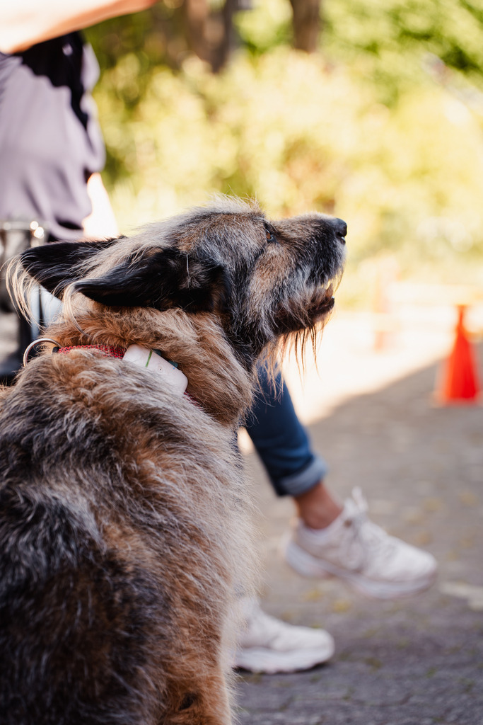 20260426-111 | MuT (Mensch und Tier) mit Mona - Fotografie und Tierkommunikation - Realisiert mit Pictrs.com