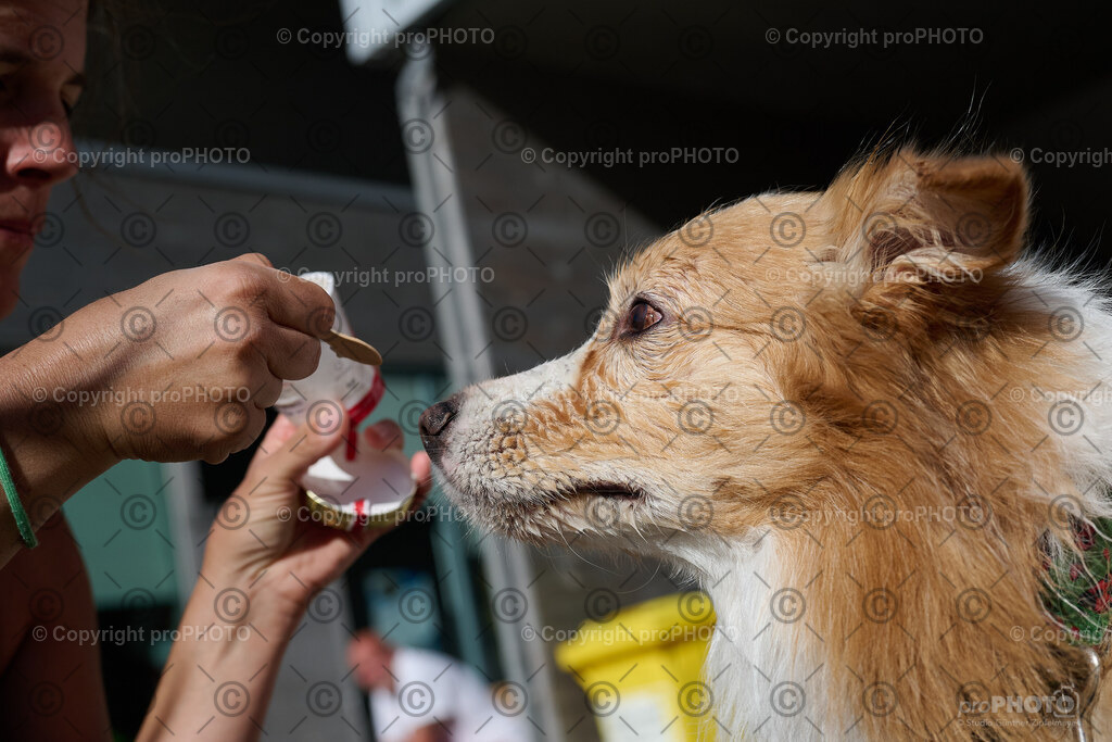 249_202509_4Hundebadetag_NZ9_2986 | proPHOTO - Realisiert mit Pictrs.com