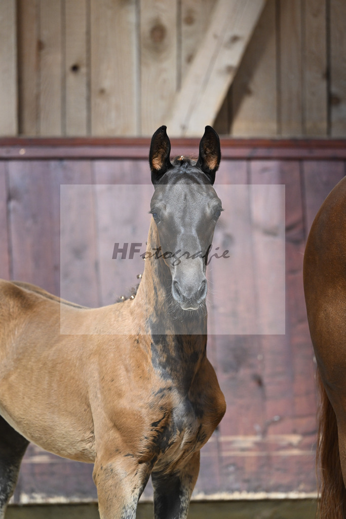 Kat-Nr. 24 SF Bon Esprit x Samico_Haarmann_32240093 | hf-fotografie - Realizzato con Pictrs.com