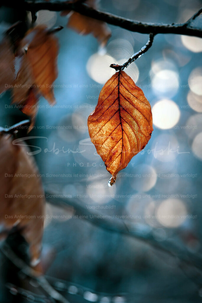Wandbild Blatt und Bokeh | People- und Tierfotografie, Imageaufnahmen, Veranstaltungsfotografie und Wandbilder aus der Natur ★ Made in Germany ✔️ Druck + Downloads ✔️ Naturfotografie in Top Qualität ★ schneller Versand, weltweite Lieferung! - Realisiert mit Pictrs.com
