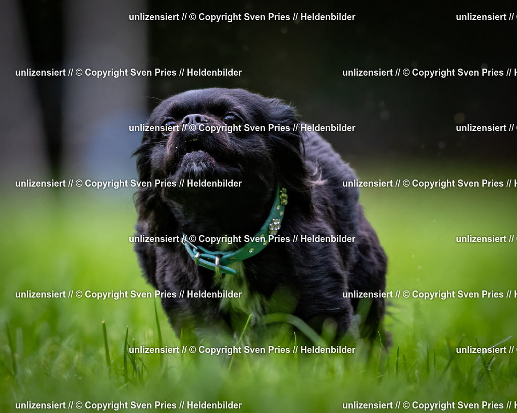 Sven Pries | 2024-10-19 - Hunderennen Ober-Grombach - Realisiert mit Pictrs.com