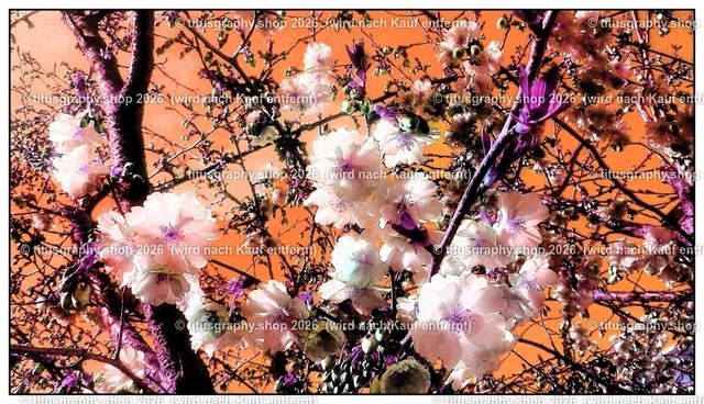titusgraphy_IMG_20170331_hdh-ln_pe_pe-03 | titusgraphy-shop: Geschenkideen mit Qualitätsfotos. titusgraphy-shop: gift ideas with quality photos. titusgraphy-shop: idées cadeaux avec photos de qualité.  - Realisiert mit Pictrs.com