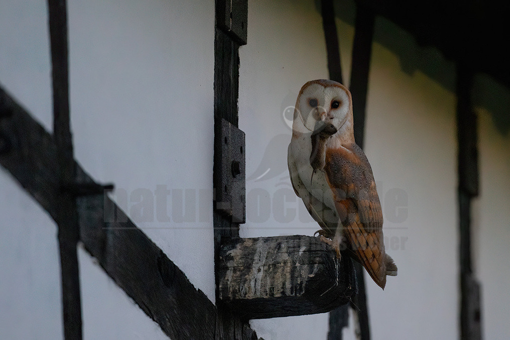 R6NF3468_20240626 | Die Schleiereule ist eine helle, langbeinige Eule ohne Federohren. Charakteristisch für die Schleiereule ist der herzförmige Gesichtsschleier und die relativ kleinen schwarzen Augen. Ihre Unterseite ist weiß bis gelbbraun mit Tropfenflecken, der Schnabel weißrosa, gelblich bis grauweiß. - Realisiert mit Pictrs.com