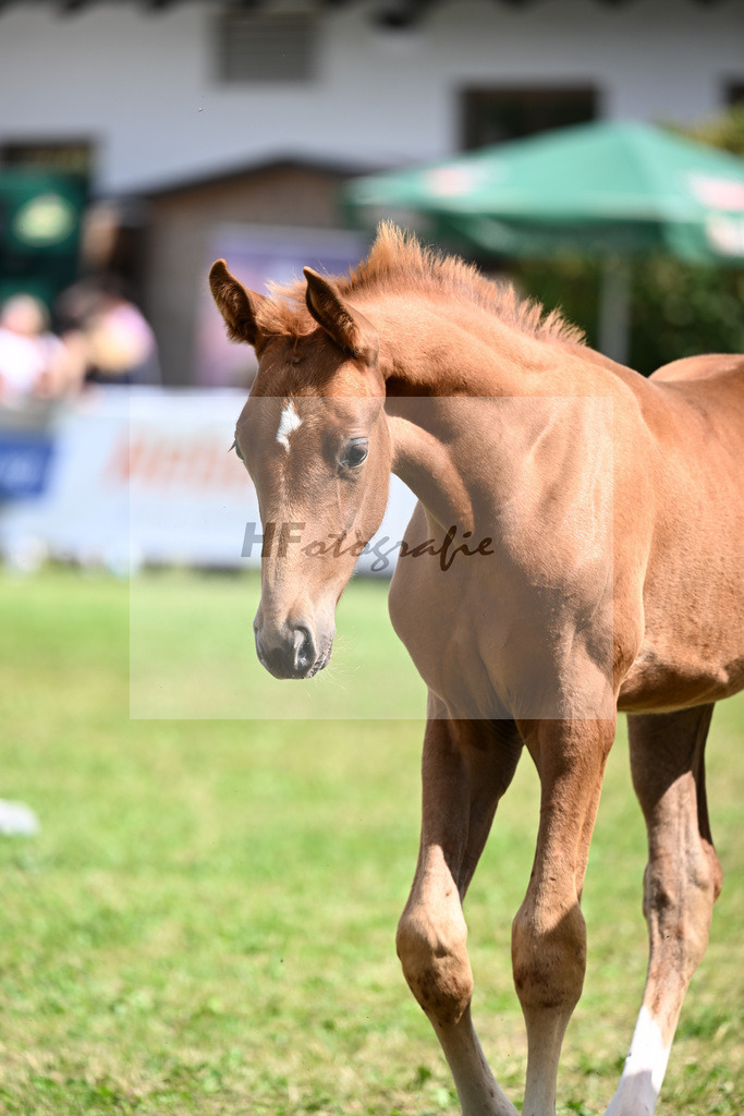 Kat-Nr. 61 Blue Eyes v. Vitalis_Lechl_30251392 | hf-fotografie - Realisiert mit Pictrs.com