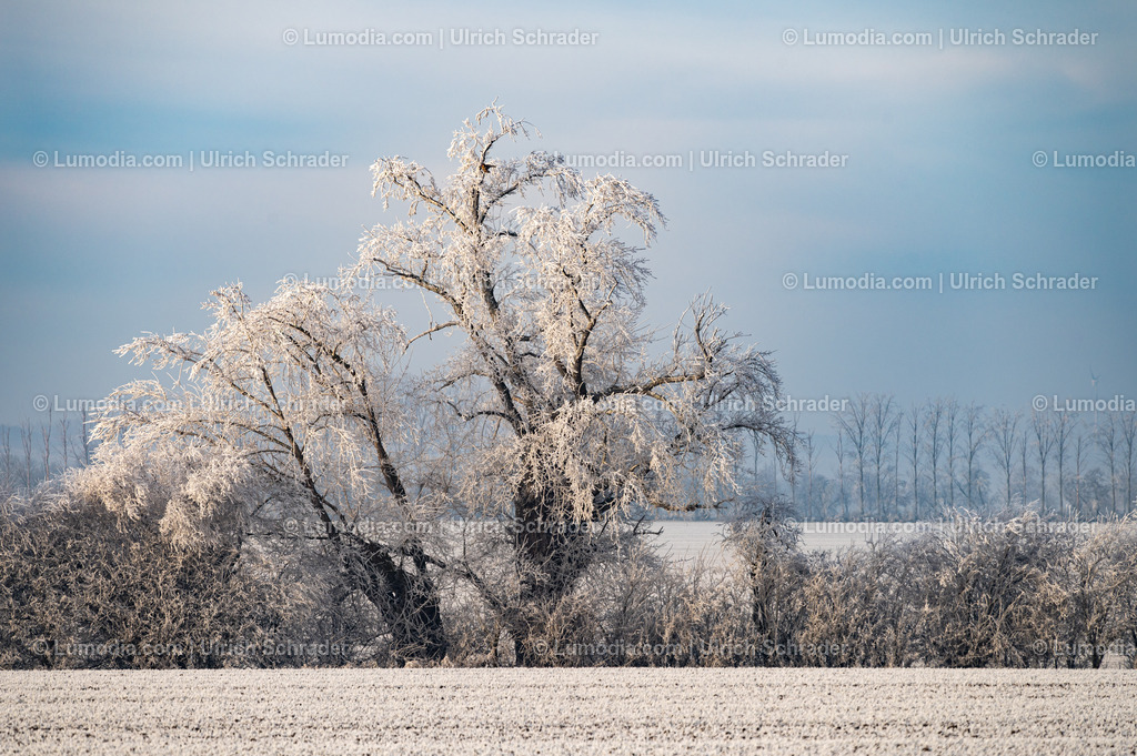 10049-13553 - Winterzauber | Stockfoto und Bilderpool mit Bildmaterial aus Deutschland, dem Harz, Halberstadt, Quedlinburg, Wernigerode und weltweit. Qualitativ hochwertige und professionelle Fotos anschauen und kaufen. - Realisiert mit Pictrs.com
