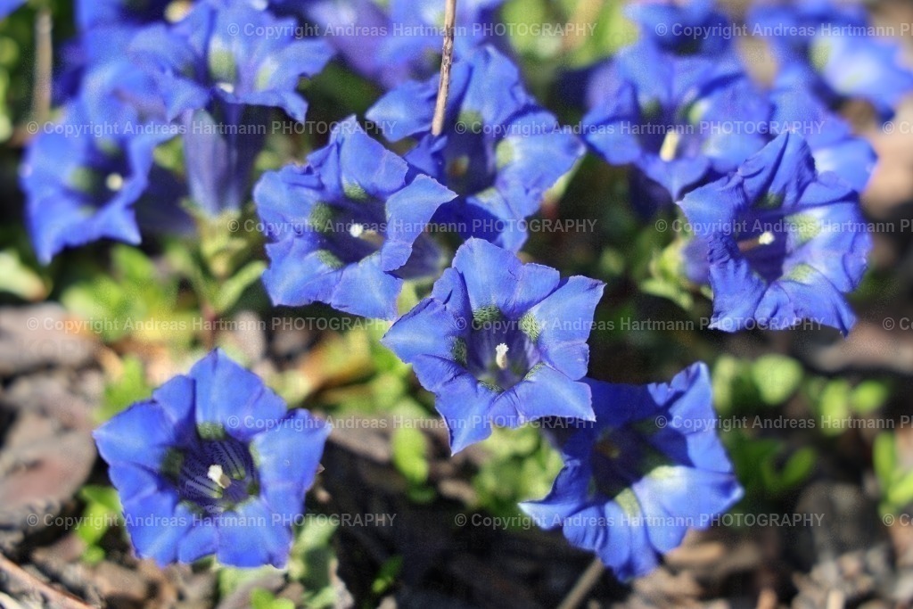 Enzianpracht | Enzianpracht im Garten - Realisiert mit Pictrs.com