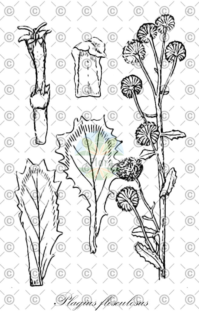 HistAbb_wfo-0000023372_1_ENZY_Simple | Historische Abbildung von Plagius flosculosus - Asteraceae | Historical Illustration of Plagius flosculosus - Asteraceae