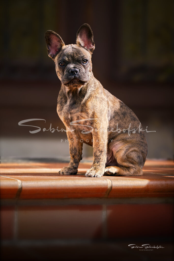 "Tayo" | People- und Tierfotografie, Imageaufnahmen, Veranstaltungsfotografie und Wandbilder aus der Natur ★ Made in Germany ✔️ Druck + Downloads ✔️ Naturfotografie in Top Qualität ★ schneller Versand, weltweite Lieferung! - Realisiert mit Pictrs.com