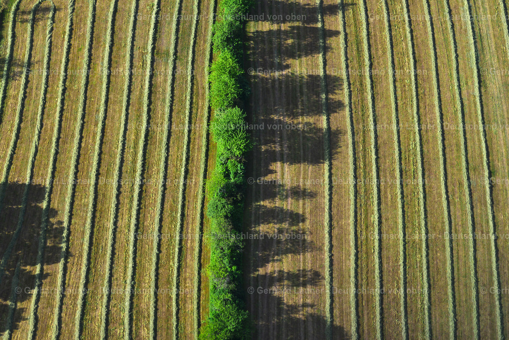 3620139 | Baum- und Feldstrukturen bei Gersfeld