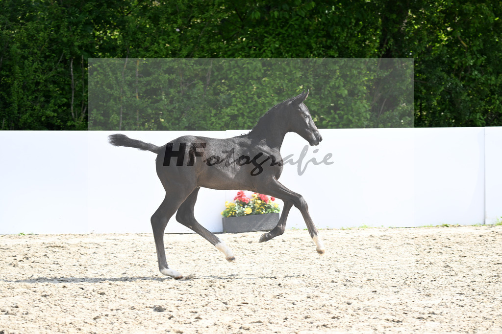 Diaron x Emerald v h Ruytershof_HF_Eberhardt_13250441 | hf-fotografie - Realizzato con Pictrs.com