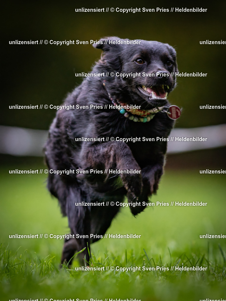 Sven Pries | 2024-10-19 - Hunderennen Ober-Grombach - Realisiert mit Pictrs.com