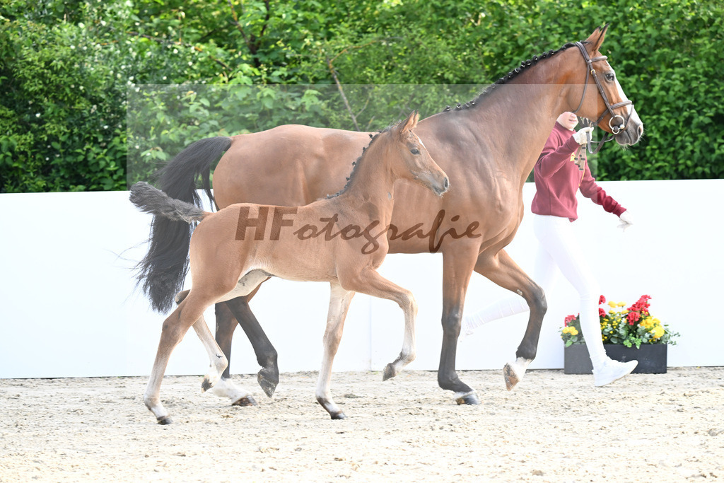 Eldorado v d Zeshoek x Coupie_HF_Reuter_13250117 | hf-fotografie - Realizzato con Pictrs.com