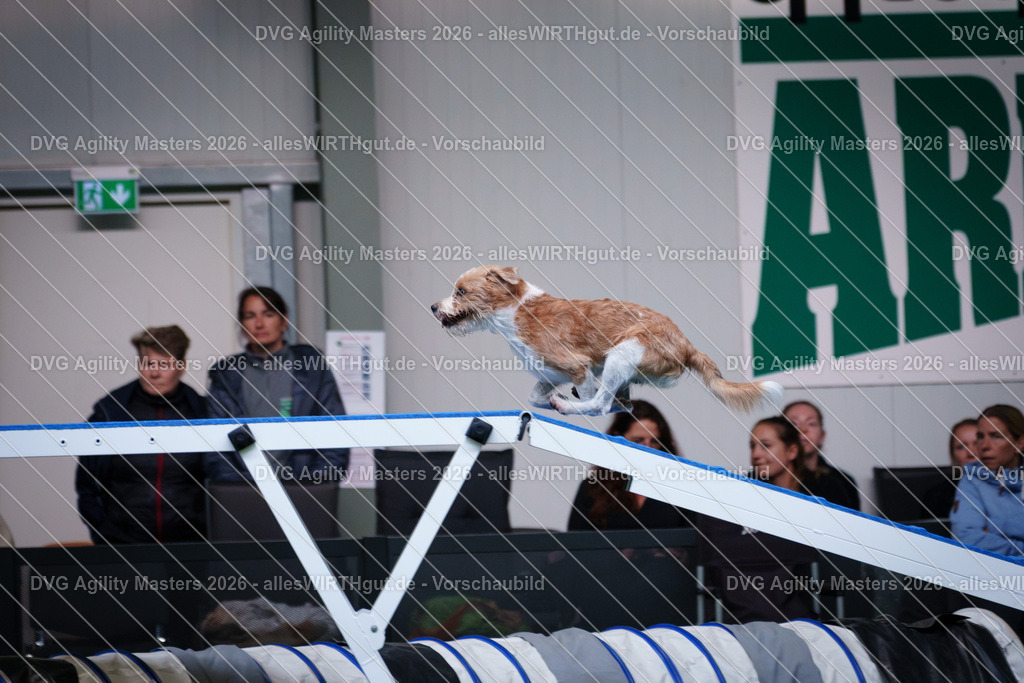 allesWIRTHgut_Tierfotografie-DVG_Agility_Masters_2026-15_05-7R506141 | Professionelle Tierfotografie in Mönchengladbach von Daniel Wirth (allesWIRTHgut). Liebevolle & natürliche Bilder von Hunden & Katzen für unvergessliche Erinnerungen.