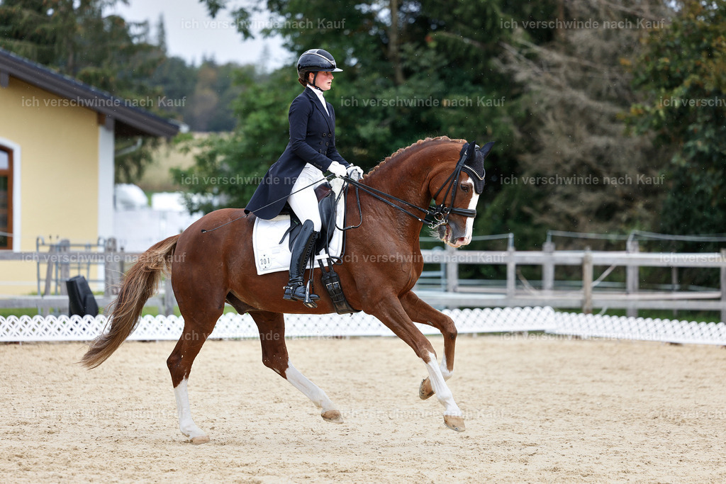 11-201-Dressur S___-StoibPH-956 | working equitationturnier fotograf videograf stoibphotography marixx film working equitation deutschland reitsport turnierfotografie eventfotografie equestrian events