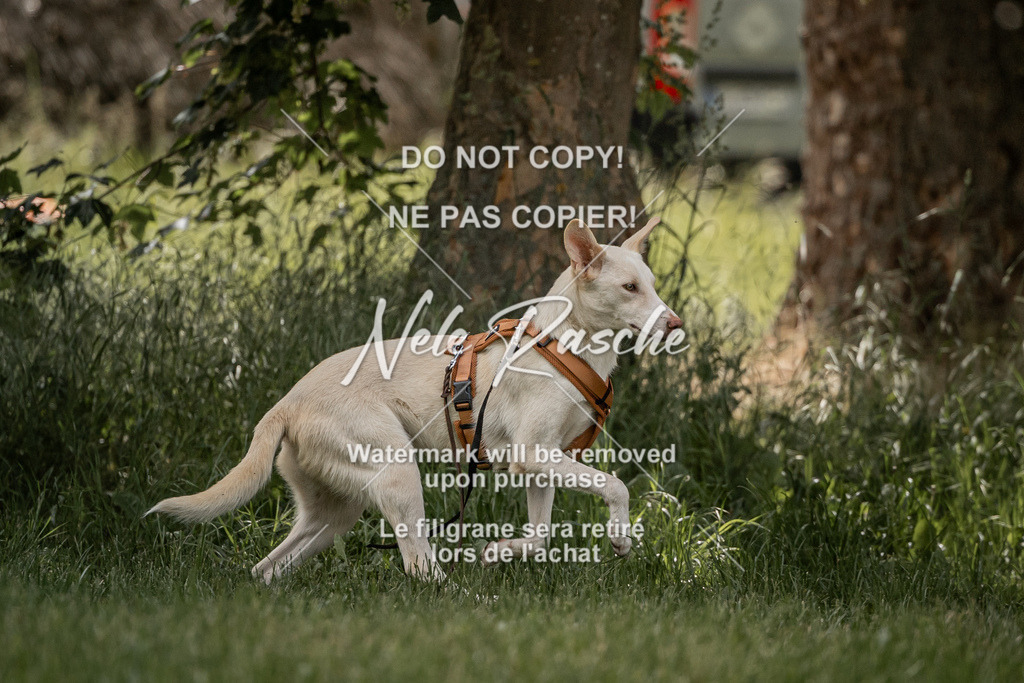 nelerasche_Do-spät_50 | nelerasche