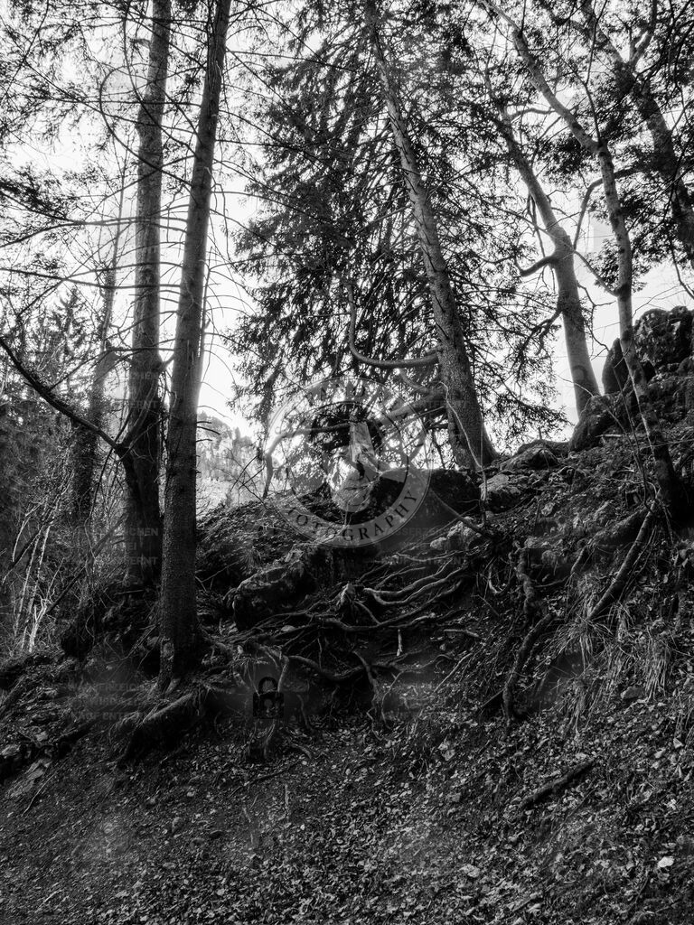 Forrest | sviani - Realisiert mit Pictrs.com