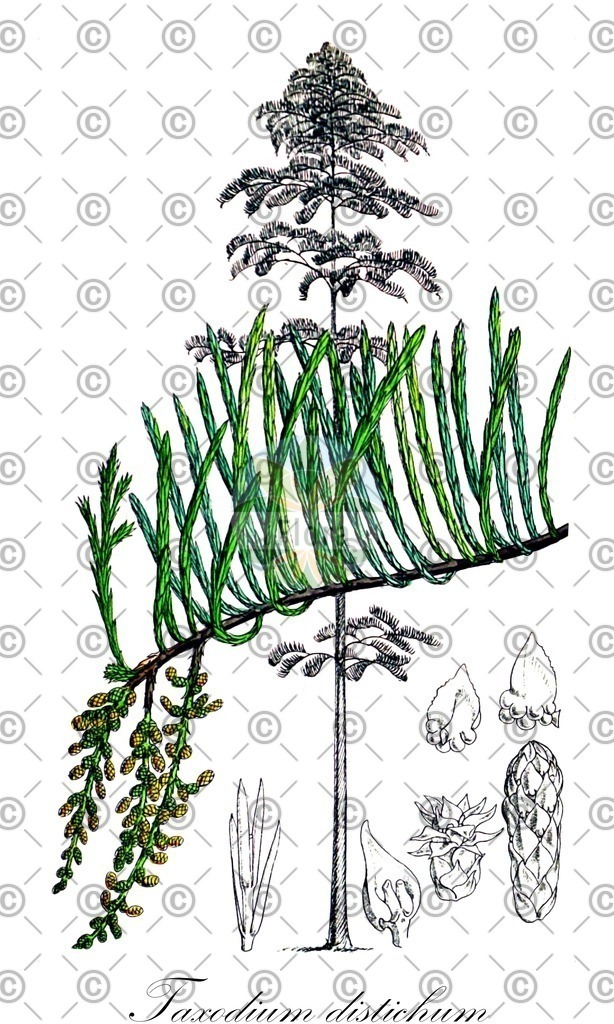 HistAbb_wfo-0001149110_1_ENZY_Simple | Historische Abbildung von Taxodium distichum - Cupressaceae (Zweizeilige Sumpfzypresse) | Historical Illustration of Taxodium distichum - Cupressaceae (swamp cypress;bald-cypress;american bald cypress;bald cypress;gulf cypress;red cypress;southern cypress;yellow cypress)